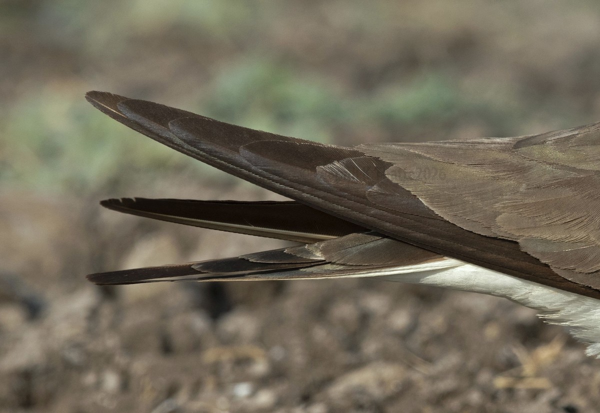Collared Pratincole - ML656948655