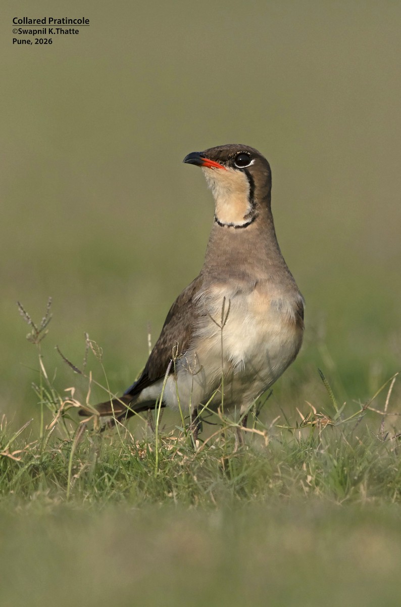 Collared Pratincole - ML656948656