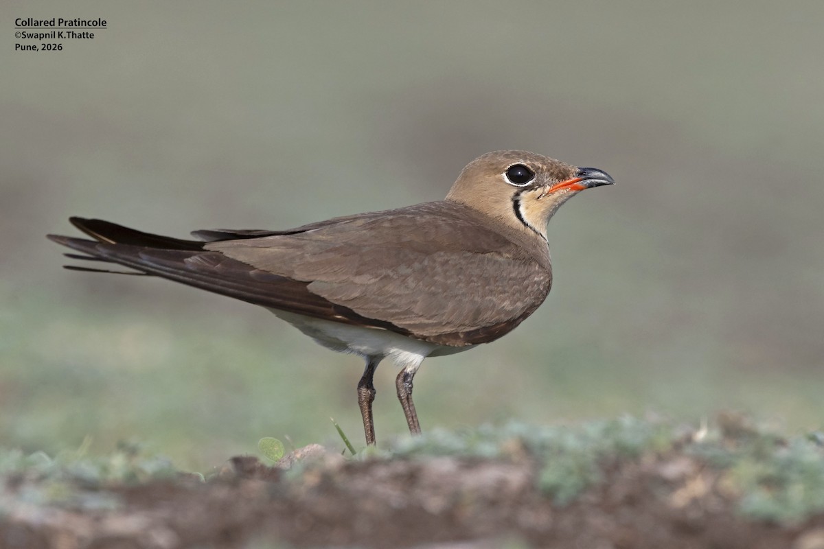 Collared Pratincole - ML656948657