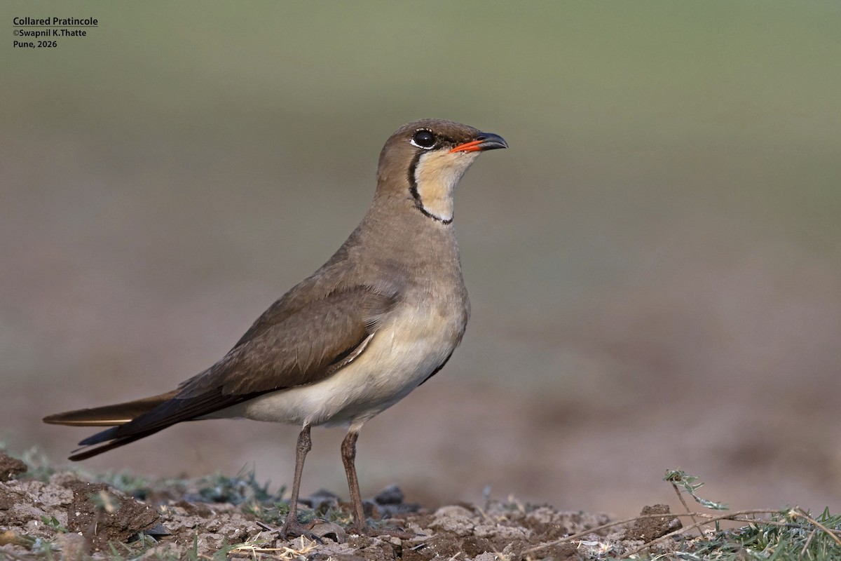 Collared Pratincole - ML656948658