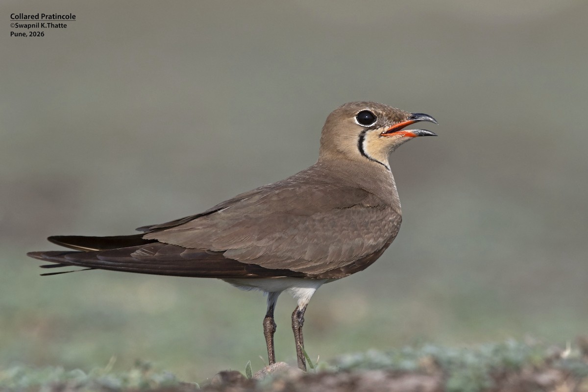 Collared Pratincole - ML656948659