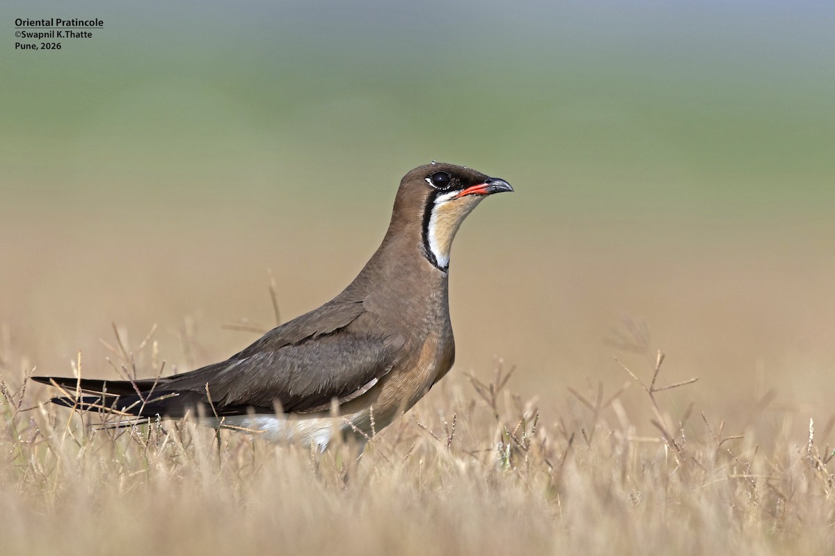 Oriental Pratincole - ML656948674