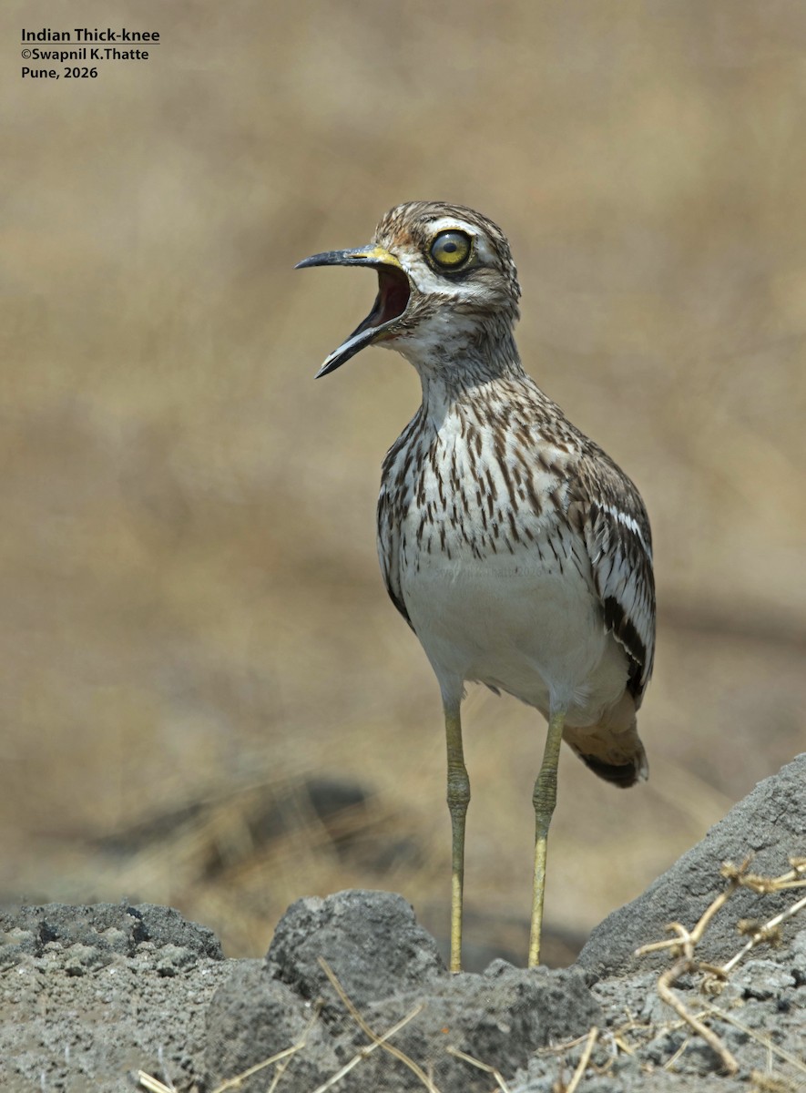 Indian Thick-knee - ML656948766
