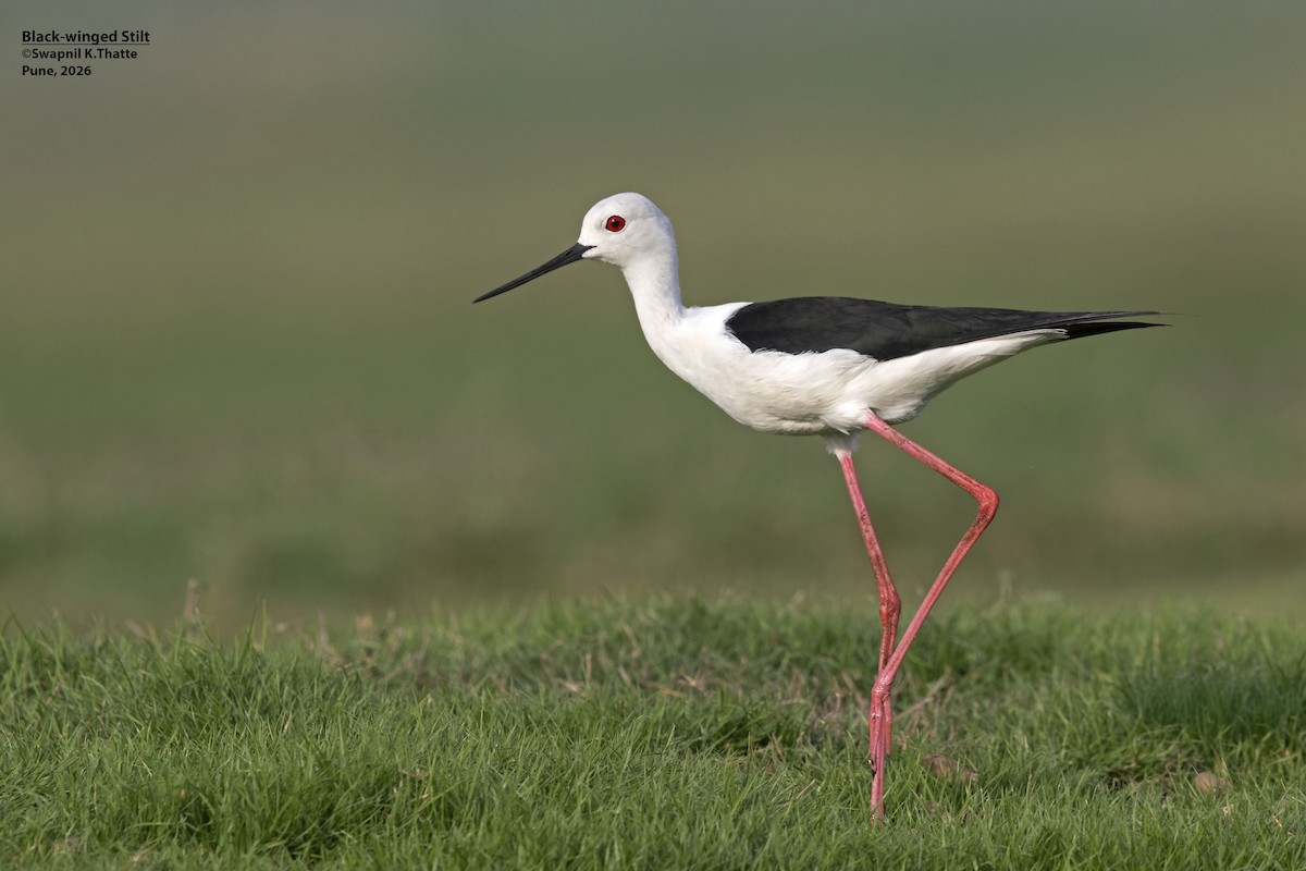 Black-winged Stilt - ML656948771