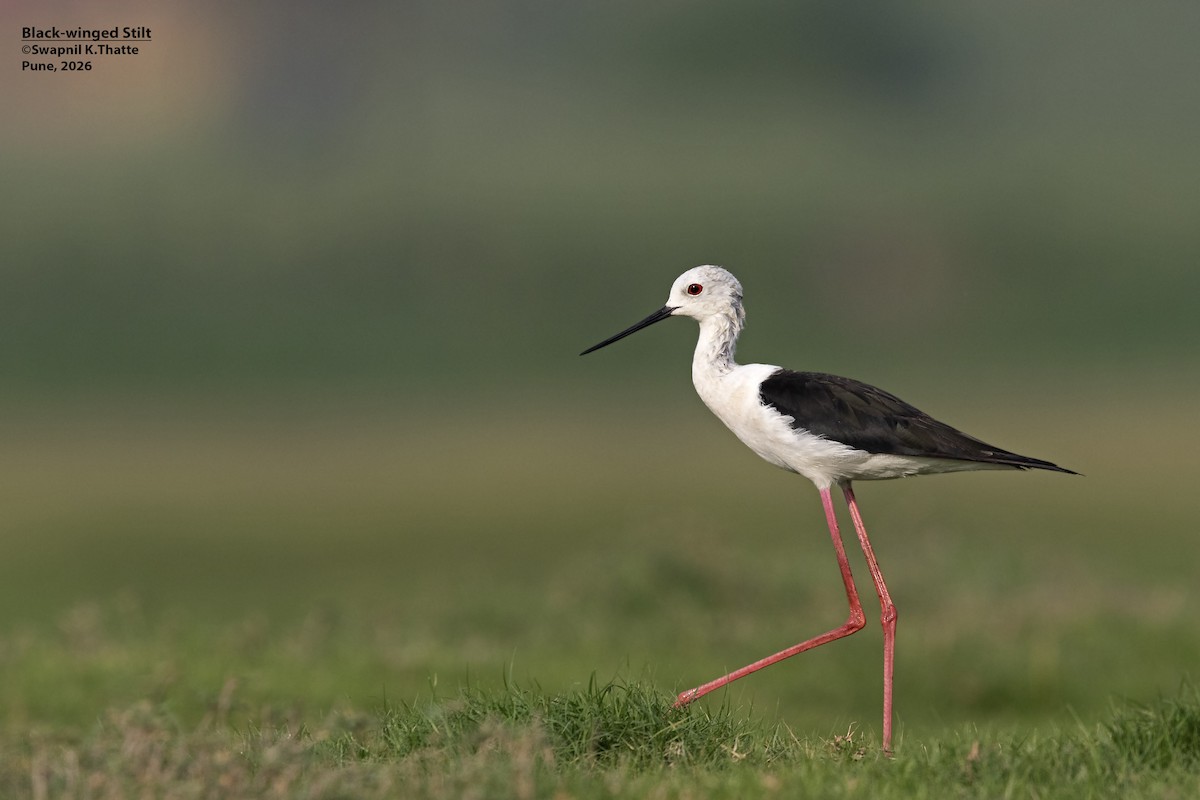 Black-winged Stilt - ML656948772