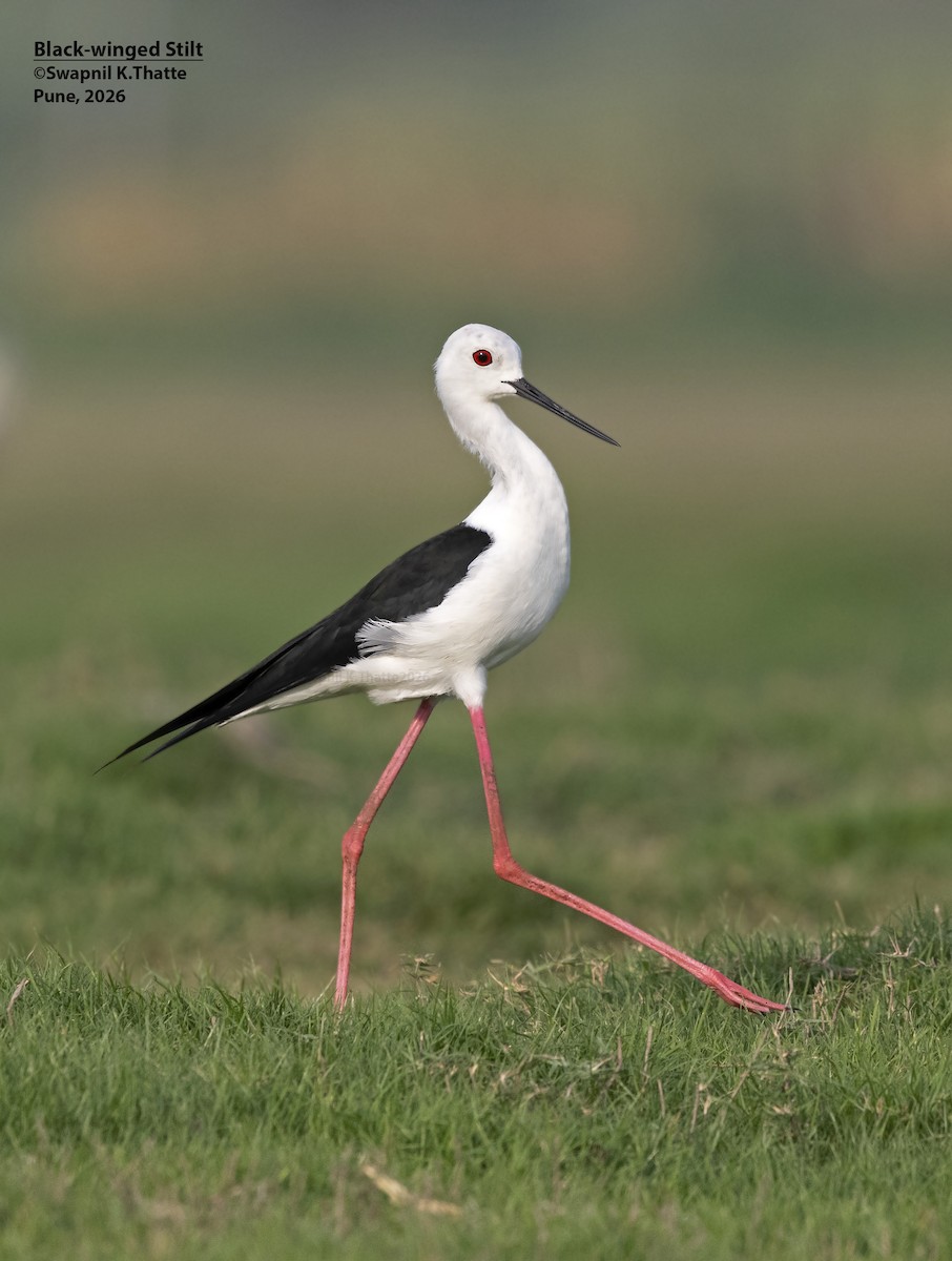 Black-winged Stilt - ML656948773