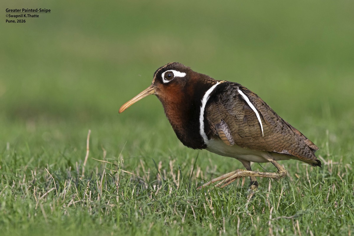 Greater Painted-Snipe - ML656948788