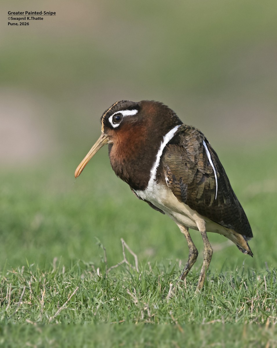 Greater Painted-Snipe - ML656948789