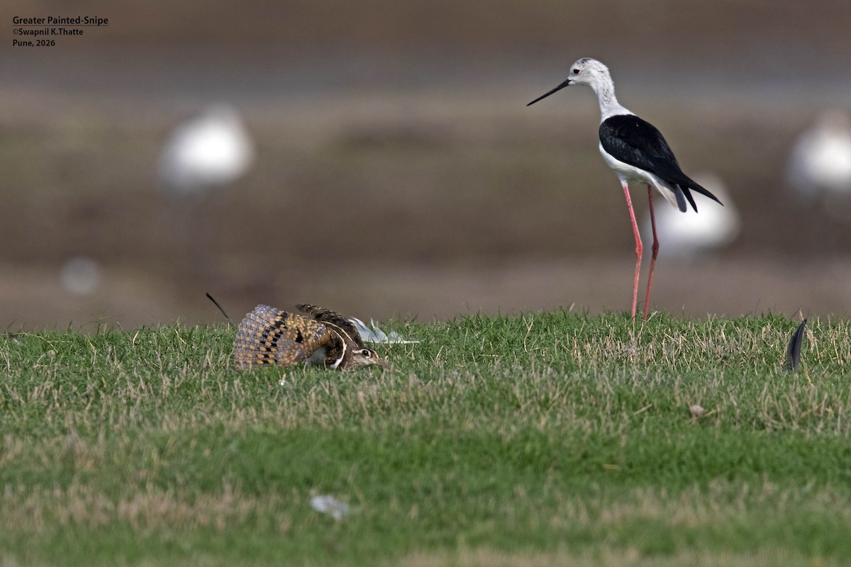 Greater Painted-Snipe - ML656948790