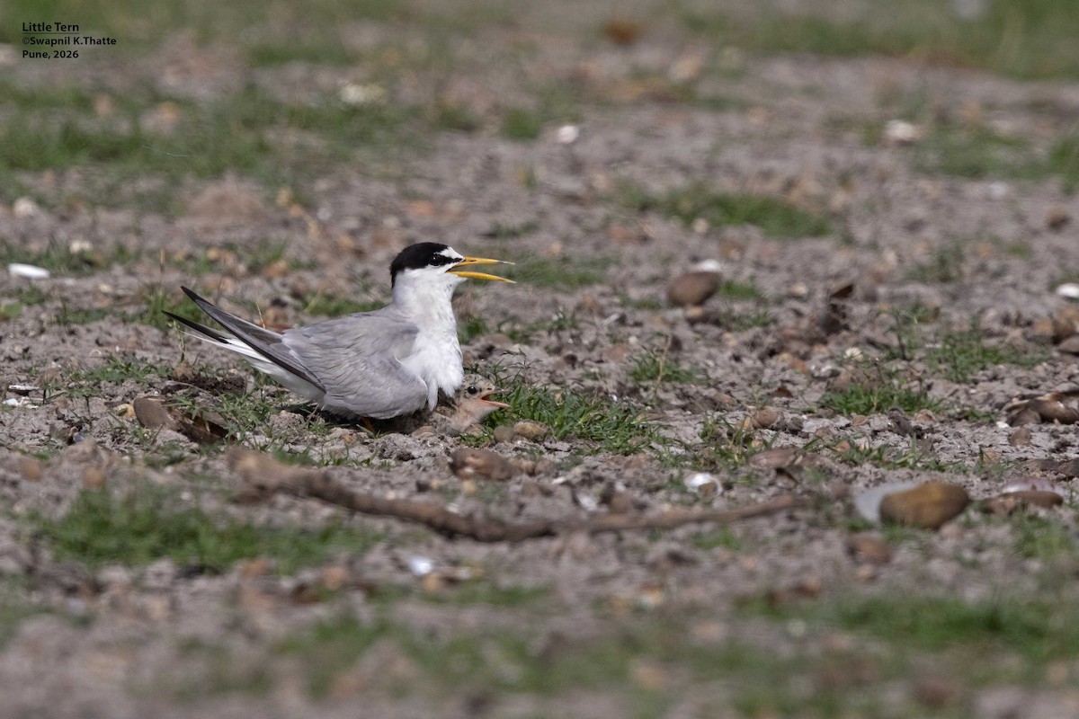 Little Tern - ML656948896