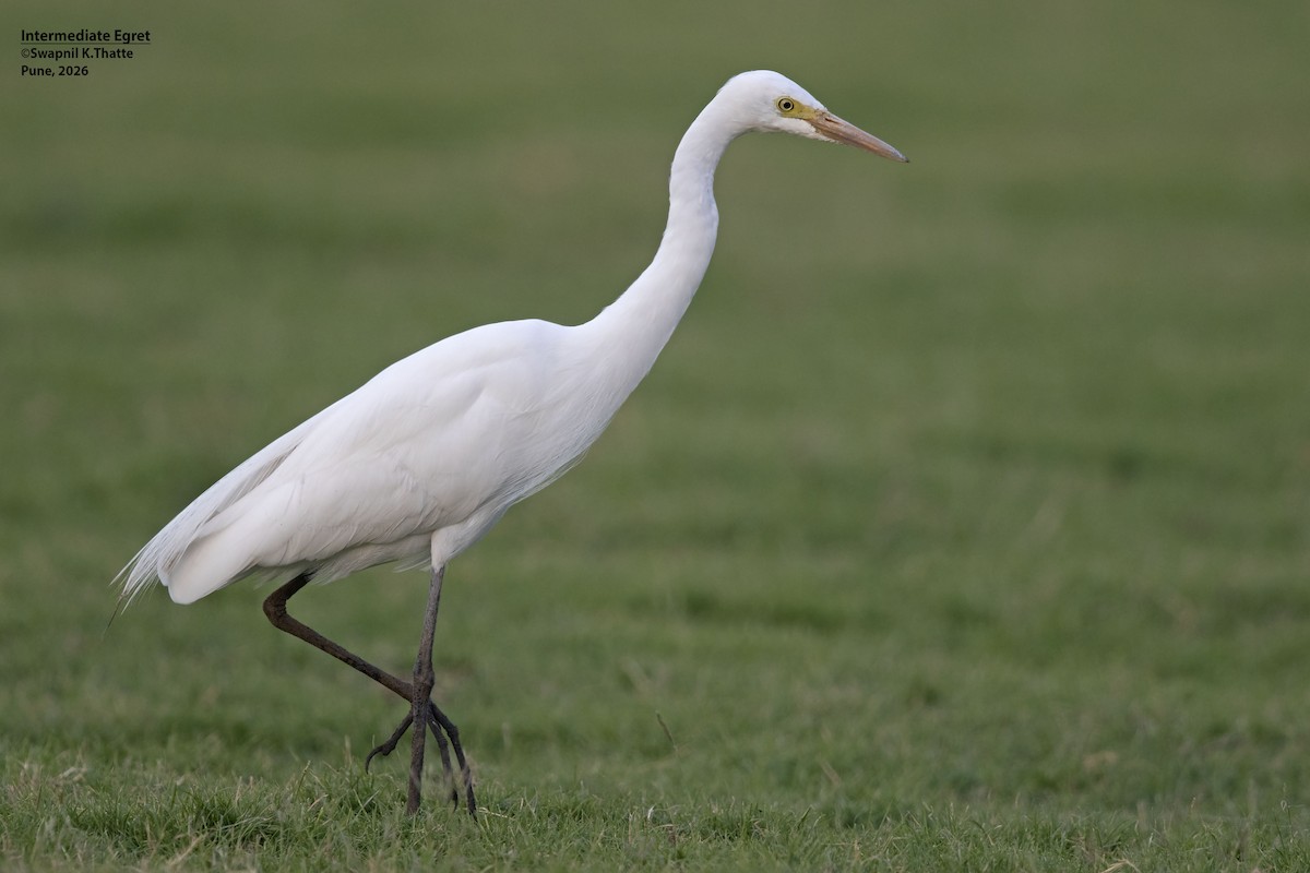 Medium Egret - ML656948941