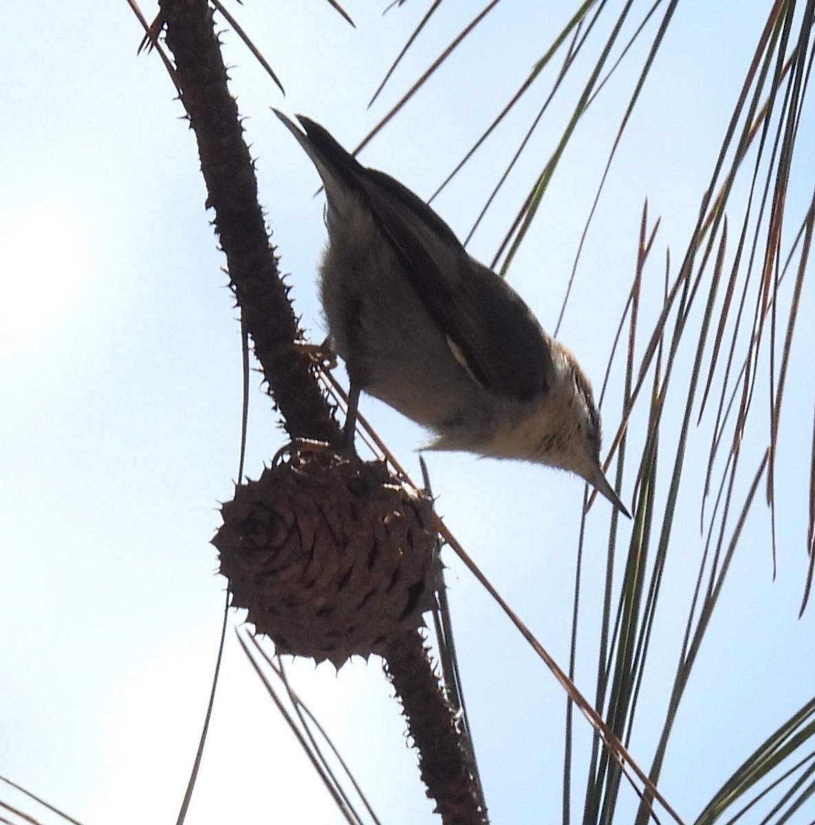 Brown-headed Nuthatch - ML656949153