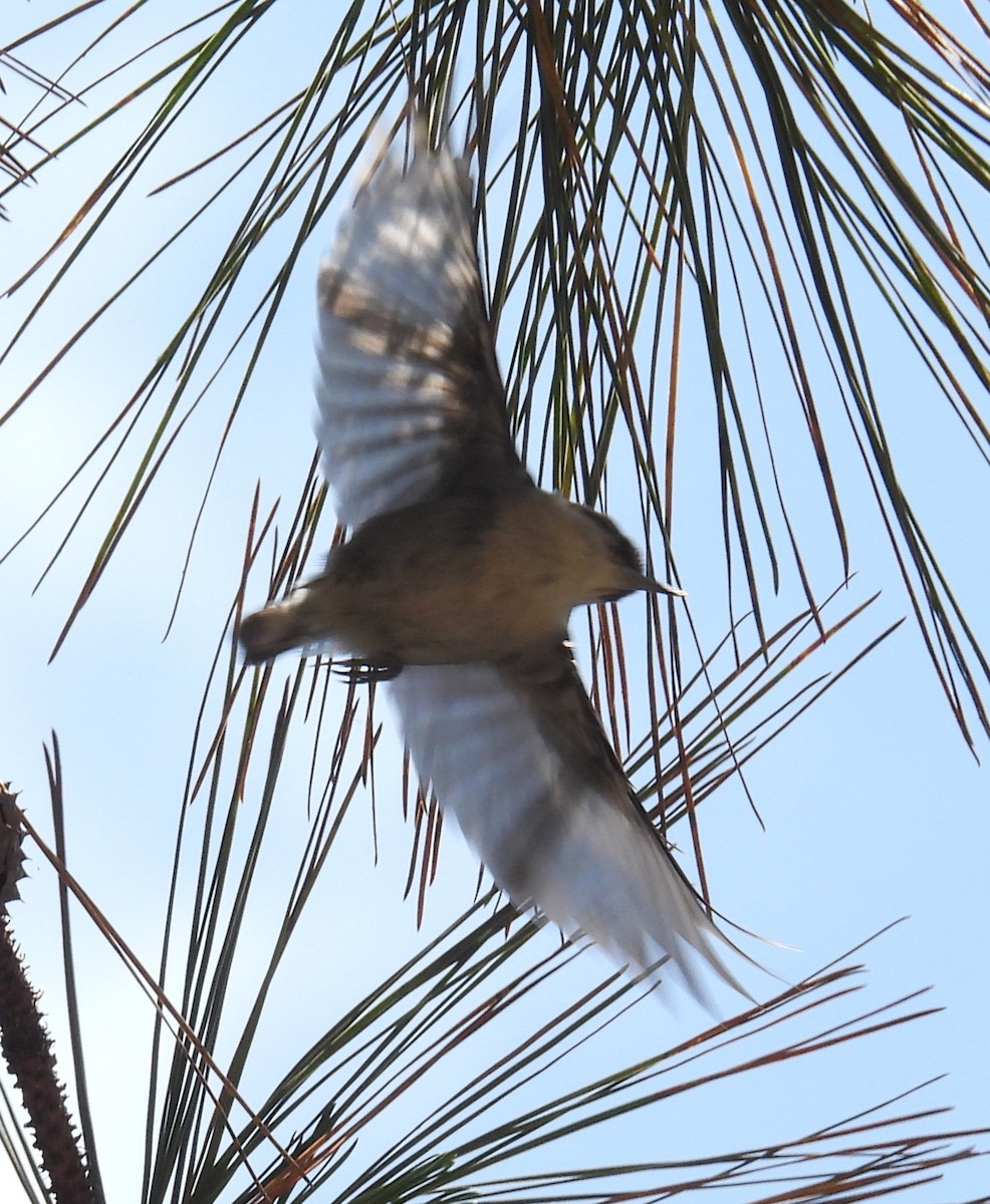 Brown-headed Nuthatch - ML656949154