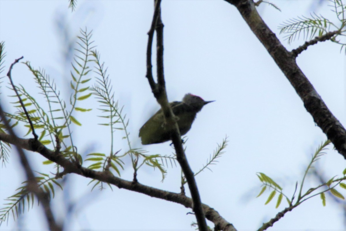 Gray-and-buff Woodpecker - ML65694991