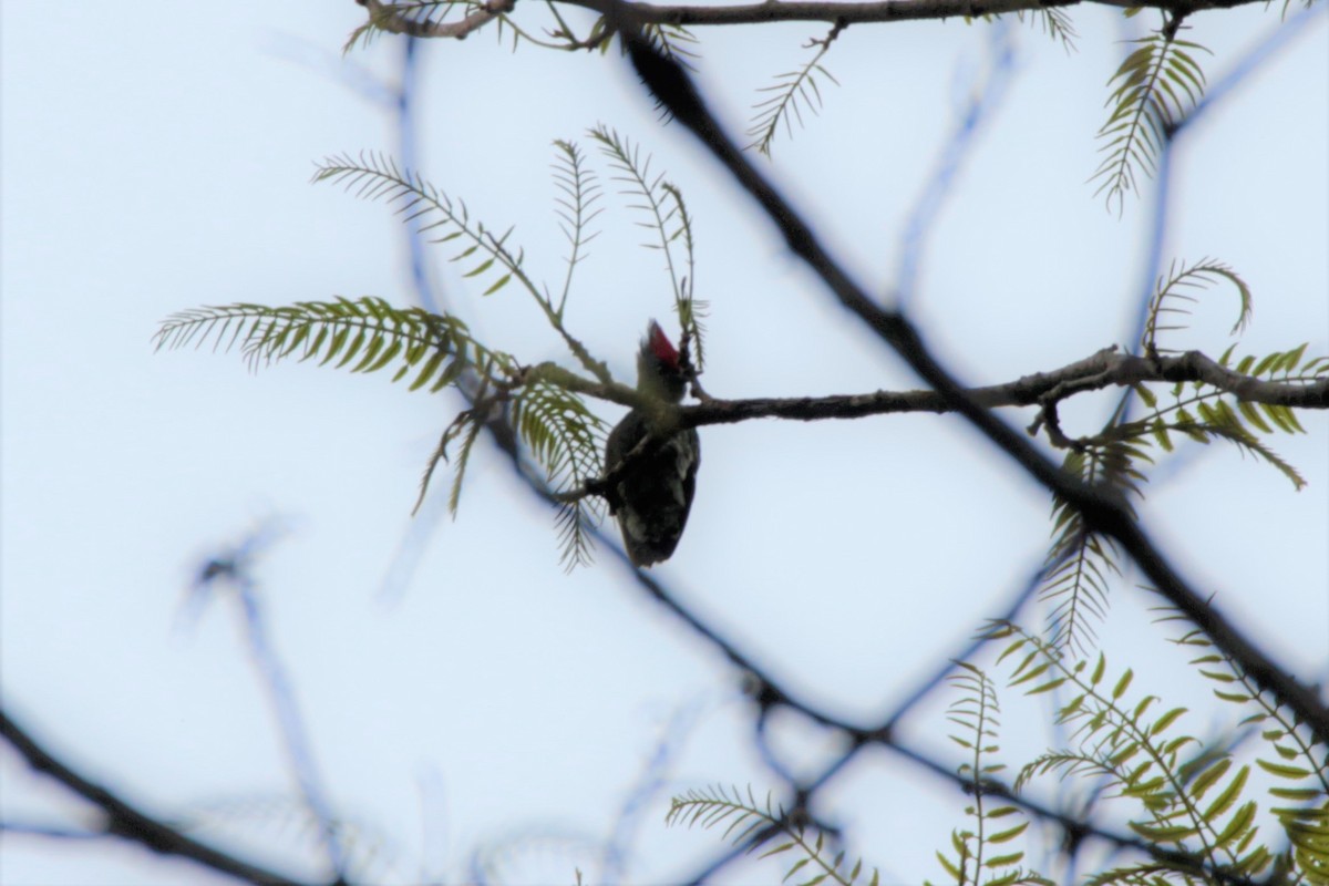 Gray-and-buff Woodpecker - ML65695001