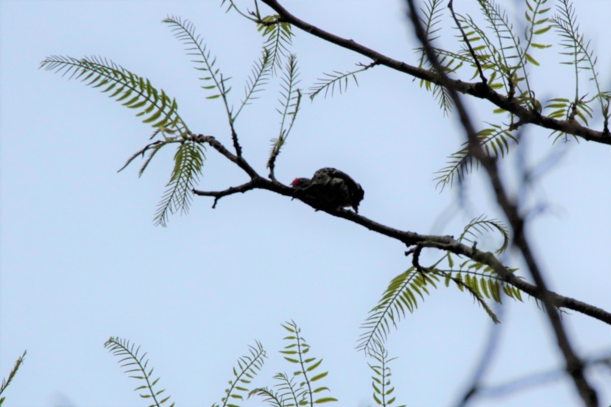 Gray-and-buff Woodpecker - ML65695021