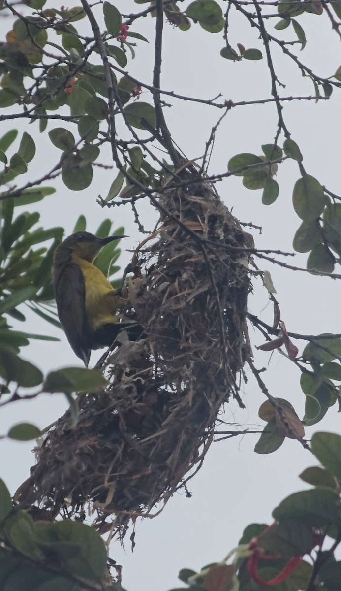 Ornate Sunbird - ML656950232