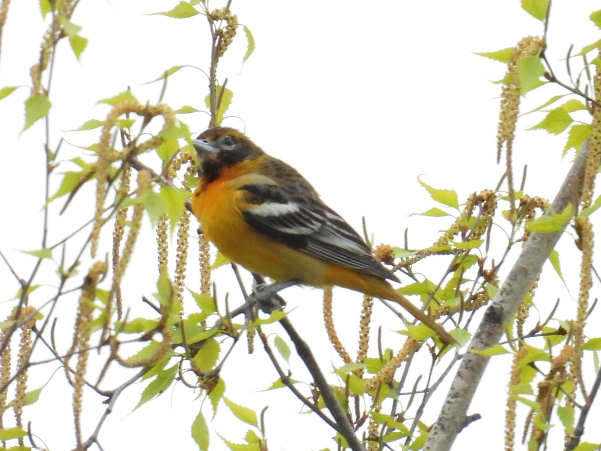 Baltimore Oriole - ML656950366