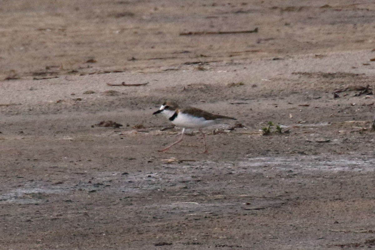 Collared Plover - ML656950551