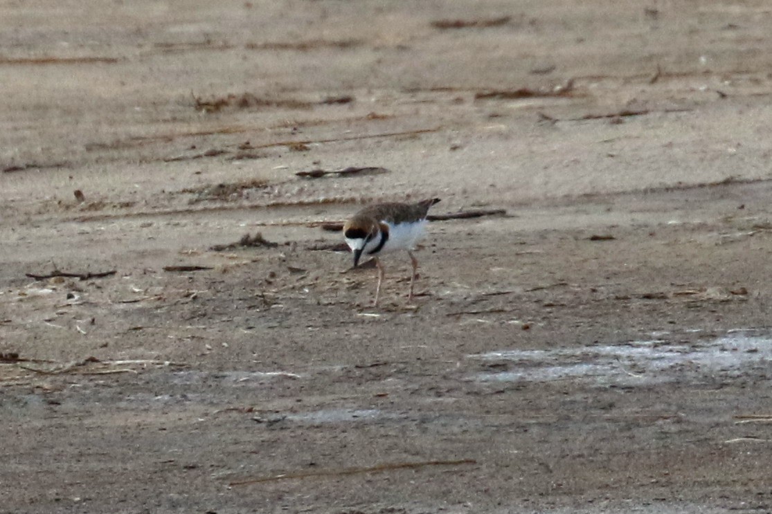 Collared Plover - ML656950568
