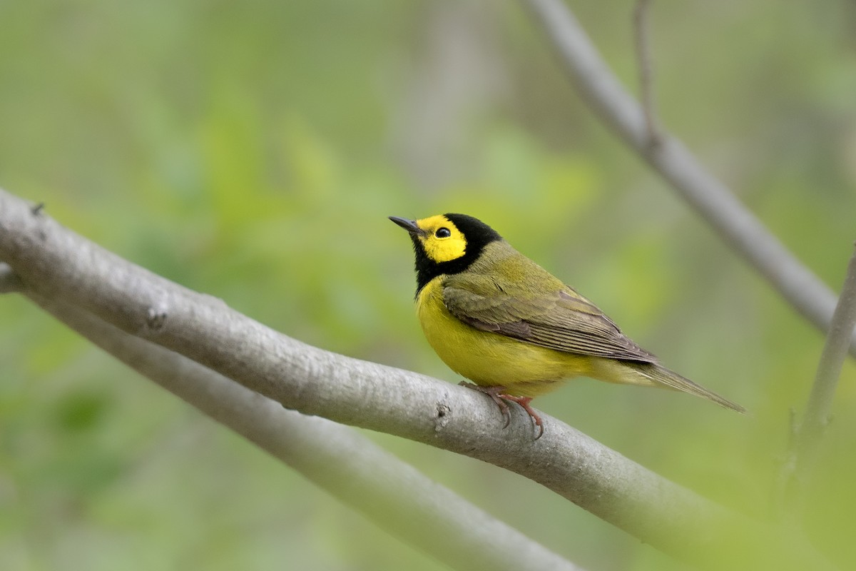 Hooded Warbler - ML656950680