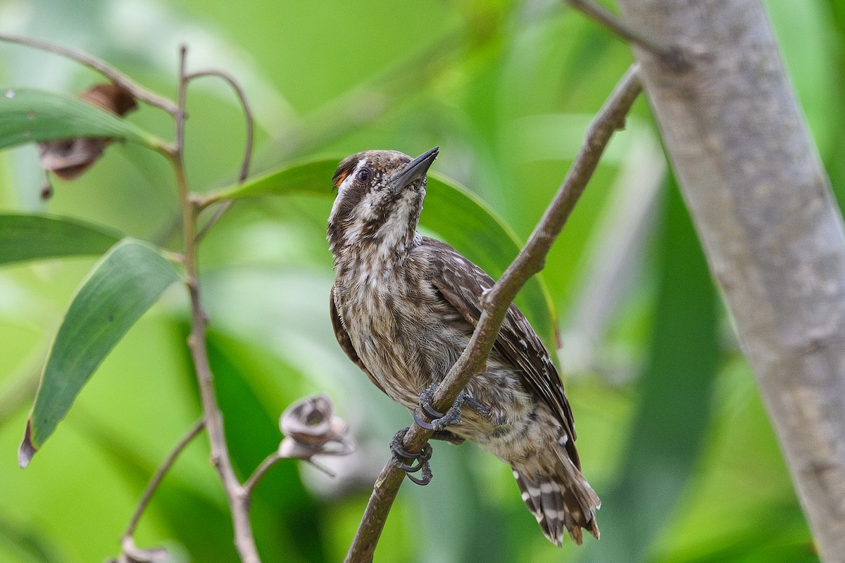 Sunda Pygmy Woodpecker - ML656951078