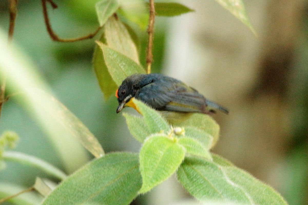 Crimson-breasted Flowerpecker - ML65695131