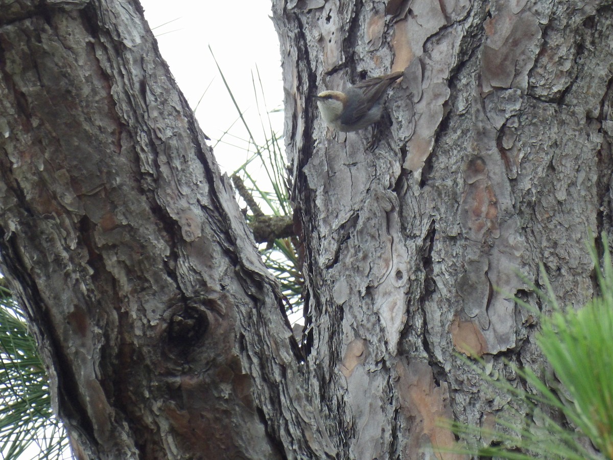 Brown-headed Nuthatch - ML656951809
