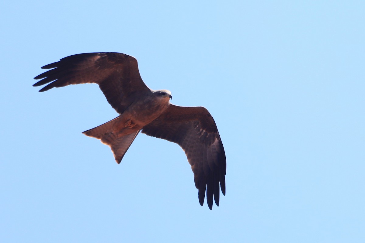 黑鳶 - ML656951872