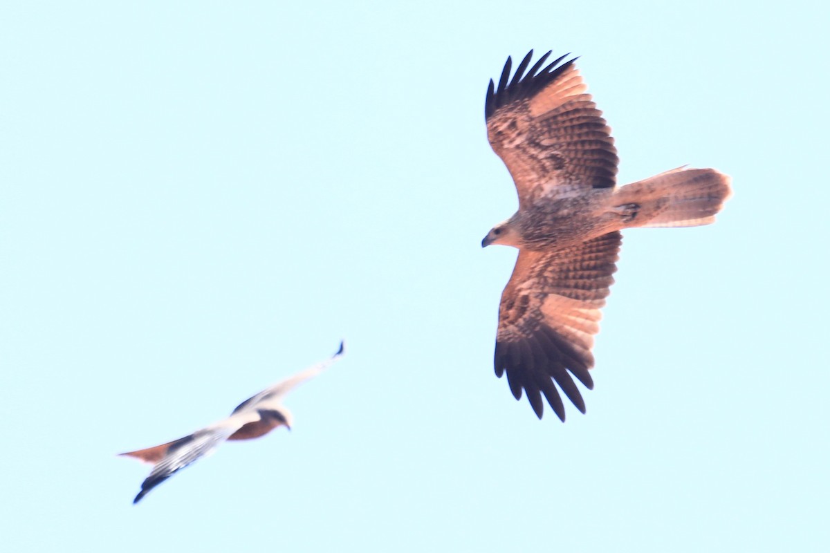 Whistling Kite - ML656951879