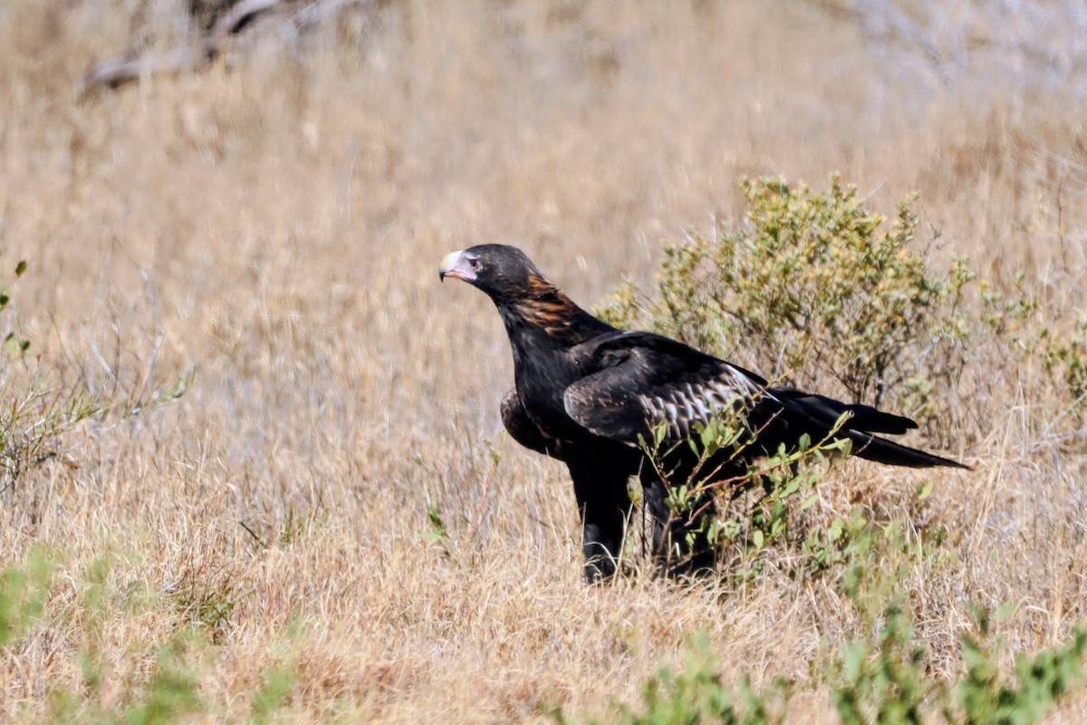 Wedge-tailed Eagle - ML656951957
