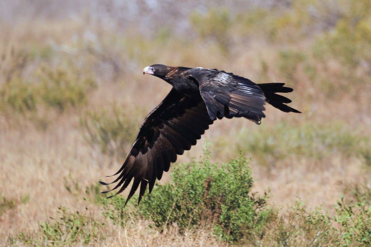 Wedge-tailed Eagle - ML656951960