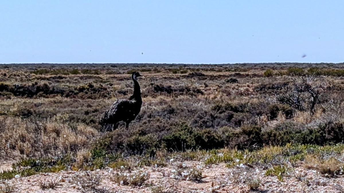 Emu - ML656951965