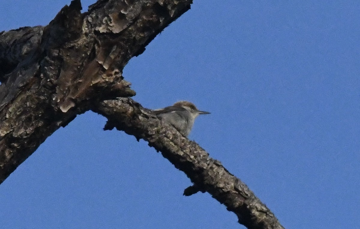 Brown-headed Nuthatch - ML656952209