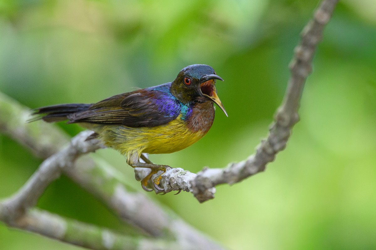 Brown-throated Sunbird - ML656952260