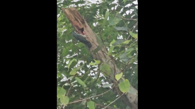 Coppersmith Barbet - ML656952303