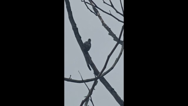 Sunda Pygmy Woodpecker - ML656952374