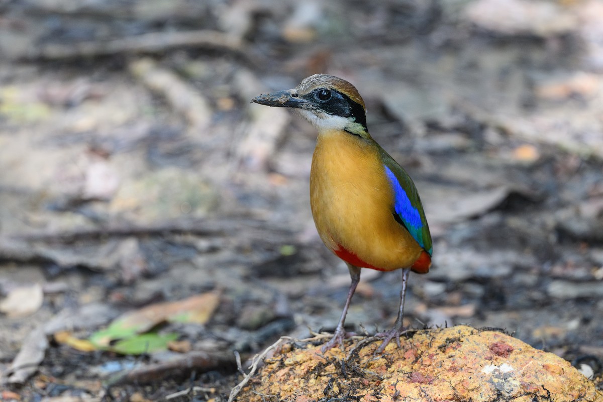 Mangrove Pitta - ML656953121