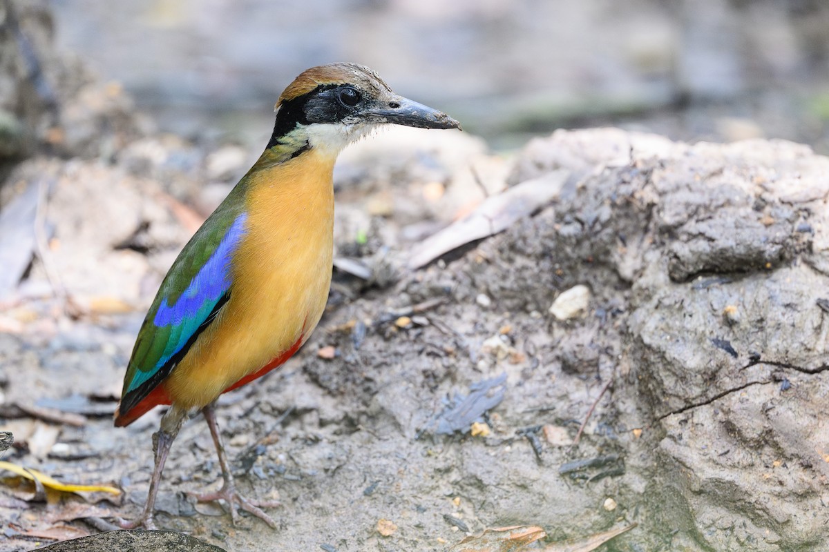 Mangrove Pitta - ML656953122