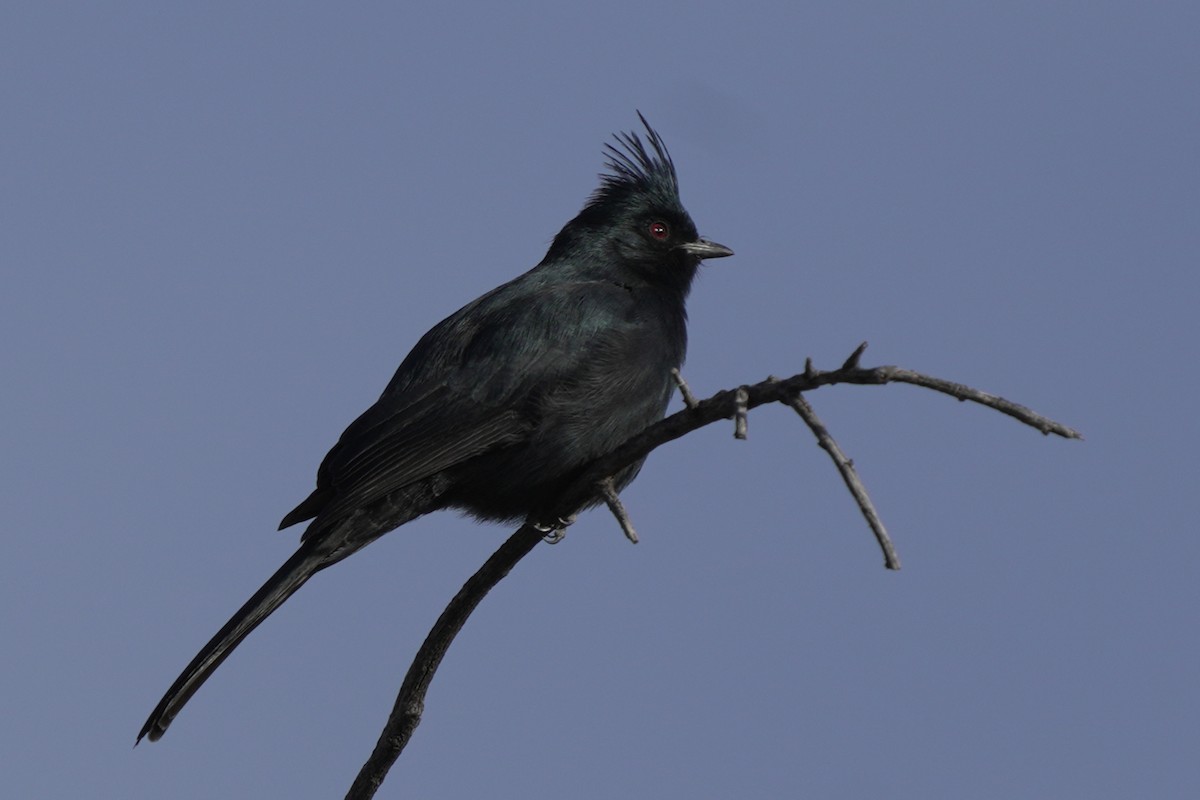 Phainopepla - ML656953277