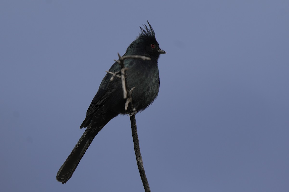 Phainopepla - ML656953283