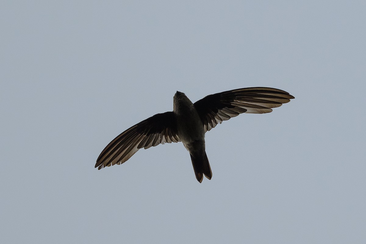 White-nest Swiftlet - ML656955027