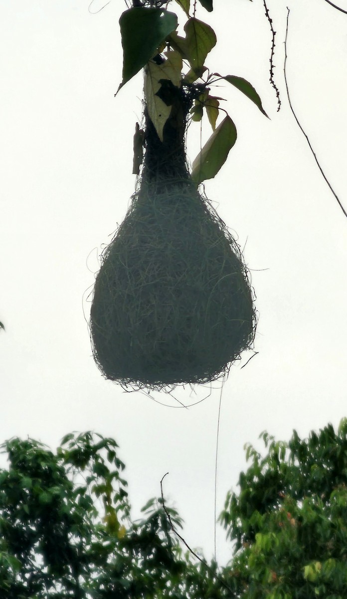 Baya Weaver - ML656955064