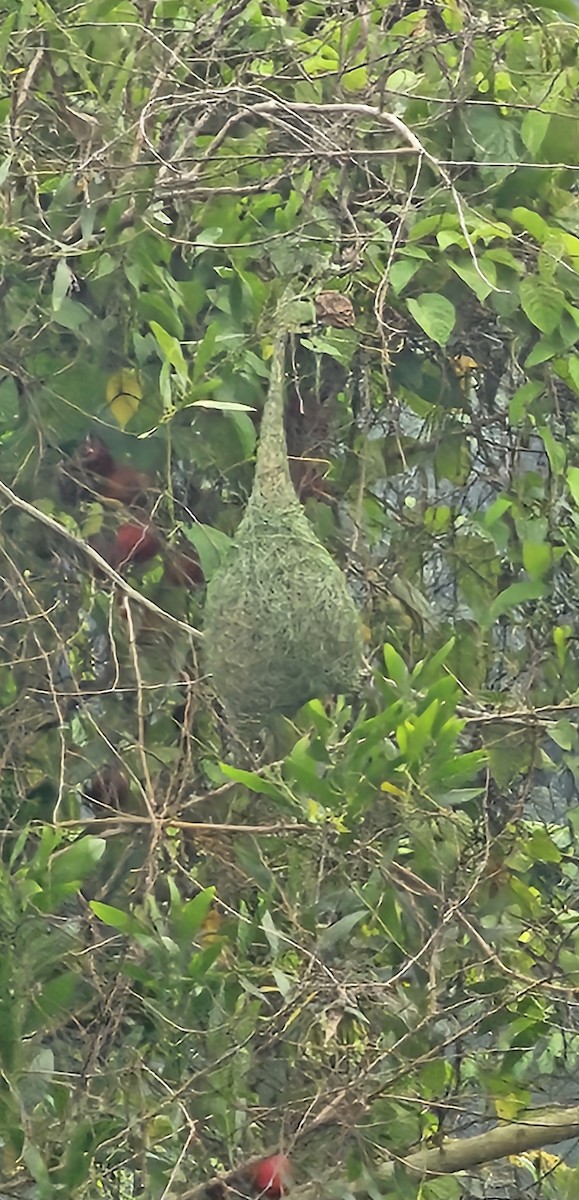 Baya Weaver - ML656955068