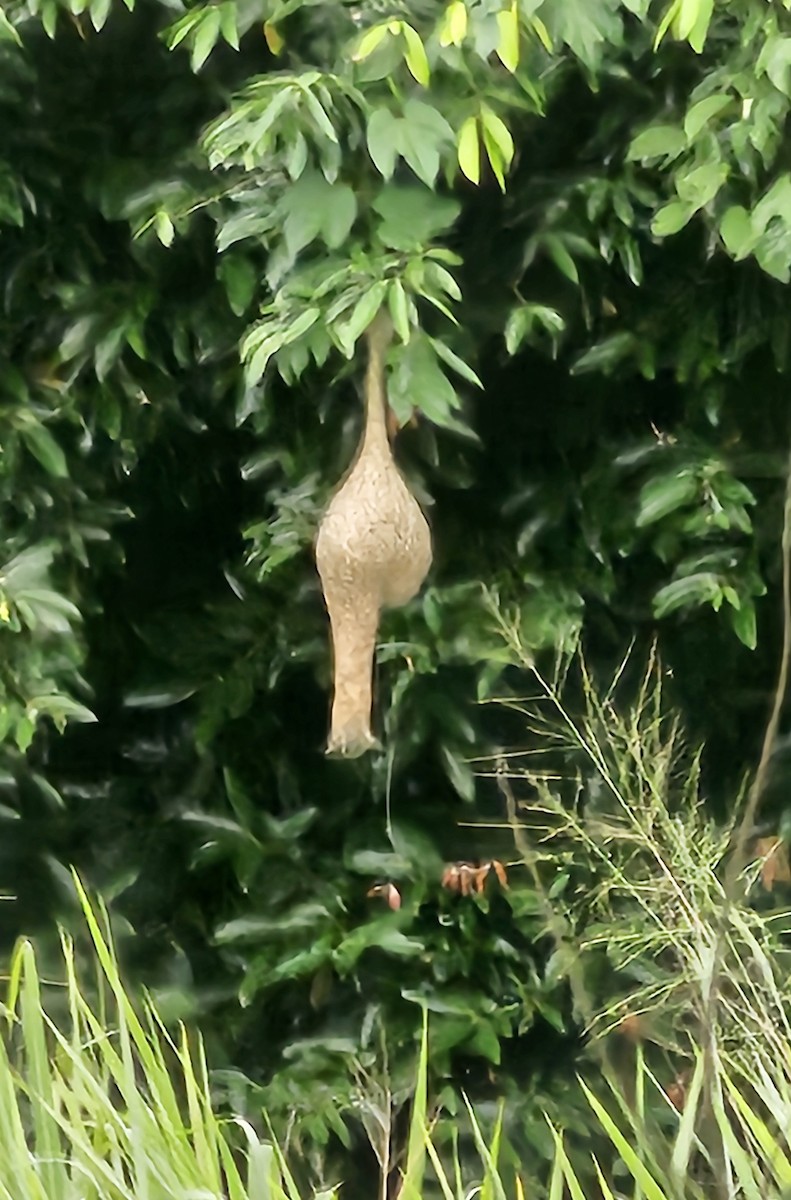 Baya Weaver - ML656955072