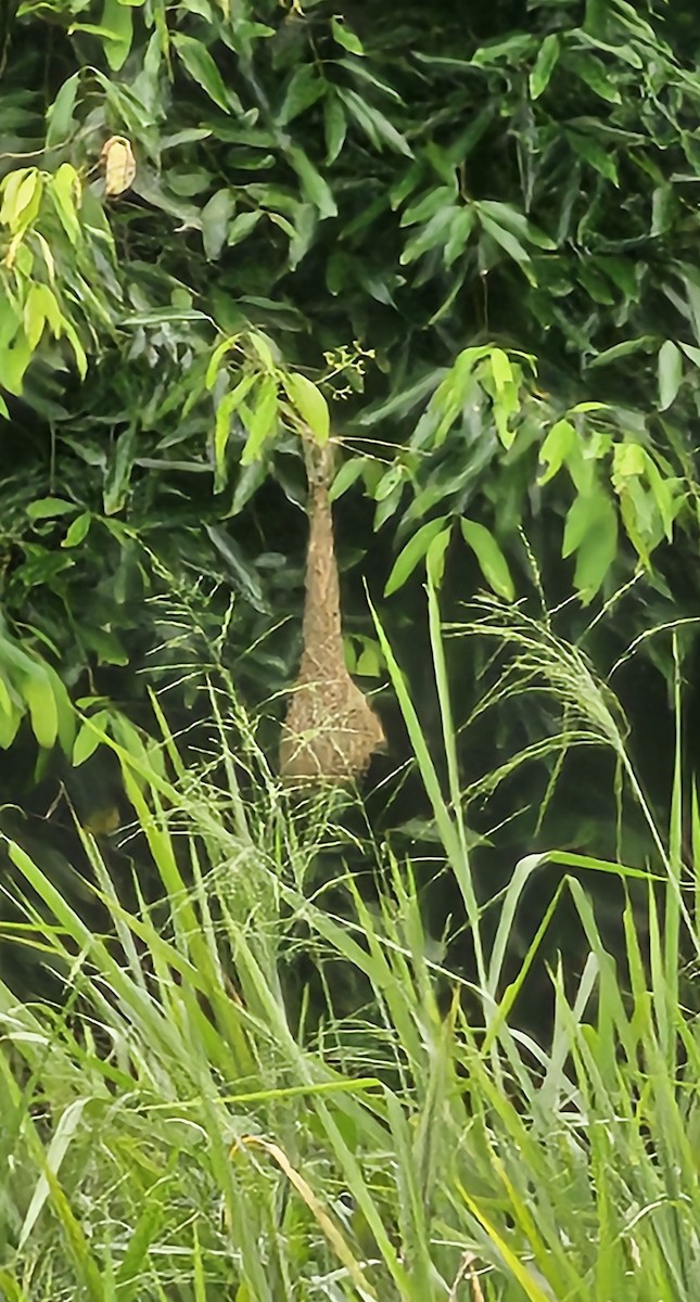 Baya Weaver - ML656955075