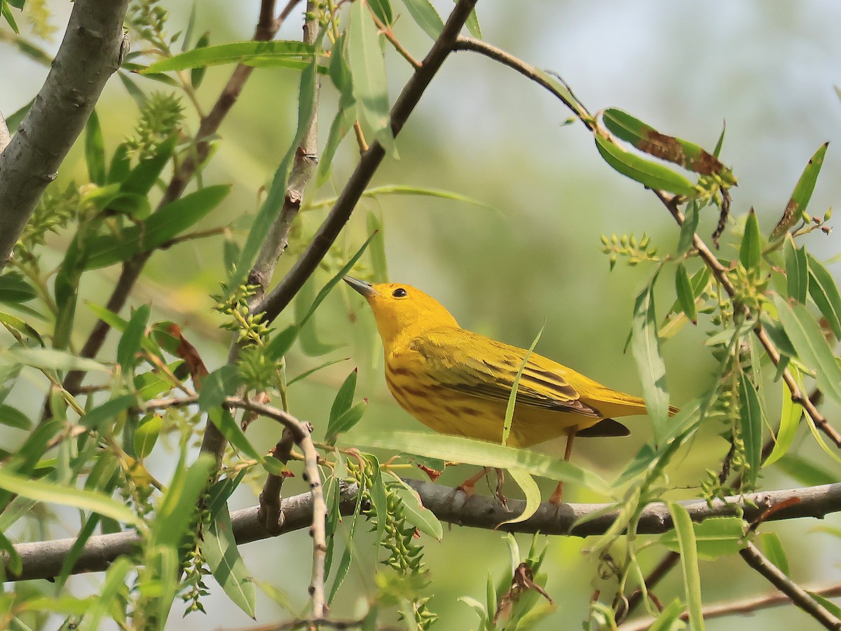 Northern Yellow Warbler - ML656955151