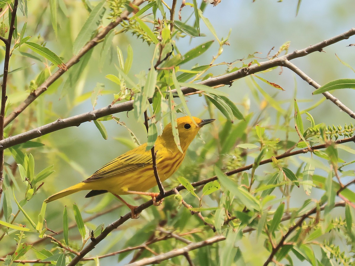 Northern Yellow Warbler - ML656955152