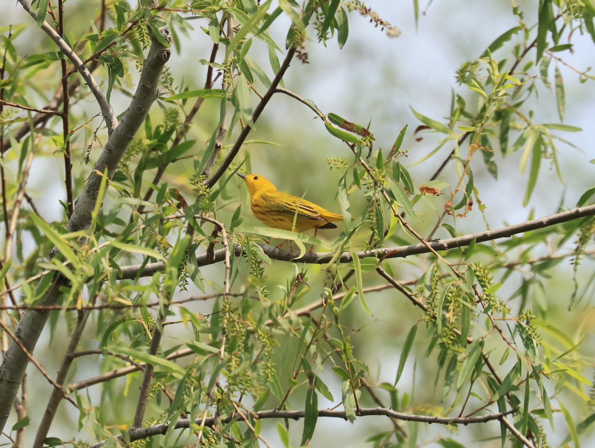 Northern Yellow Warbler - ML656955155