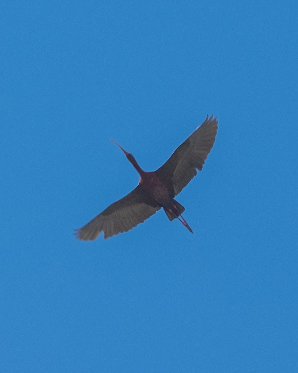 White-faced Ibis - ML656955315